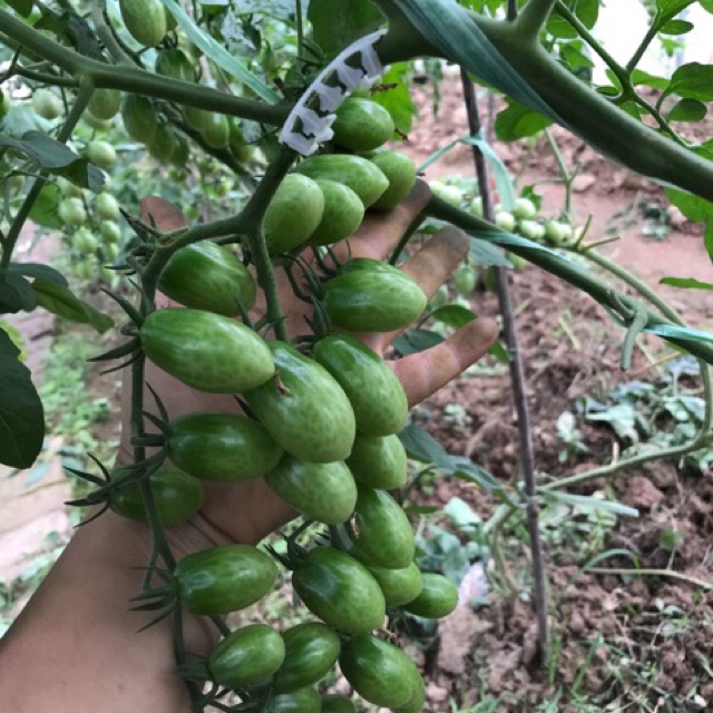 Nẹp cuống cà chua