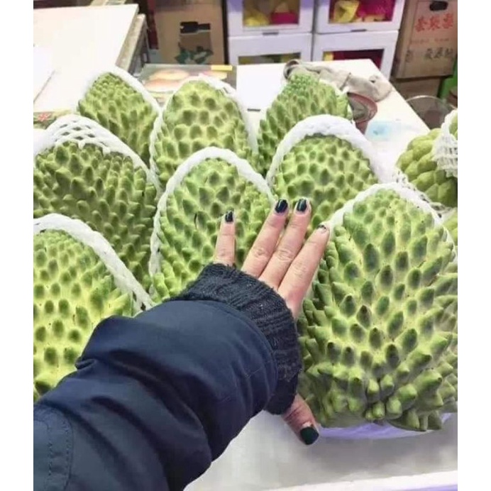 CÂY GIỐNG NA ĐÀI LOAN SIÊU SỚM