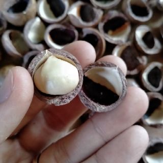 Macca sấy đăk lăk 500g