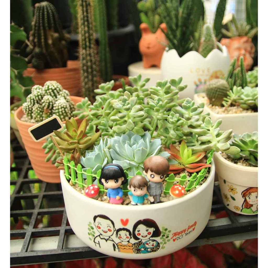 Chậu Sen mix Xương rồng in hình vẽ - Tặng thiệp, thẻ tên, đất, sỏi - Quà tặng cây xanh