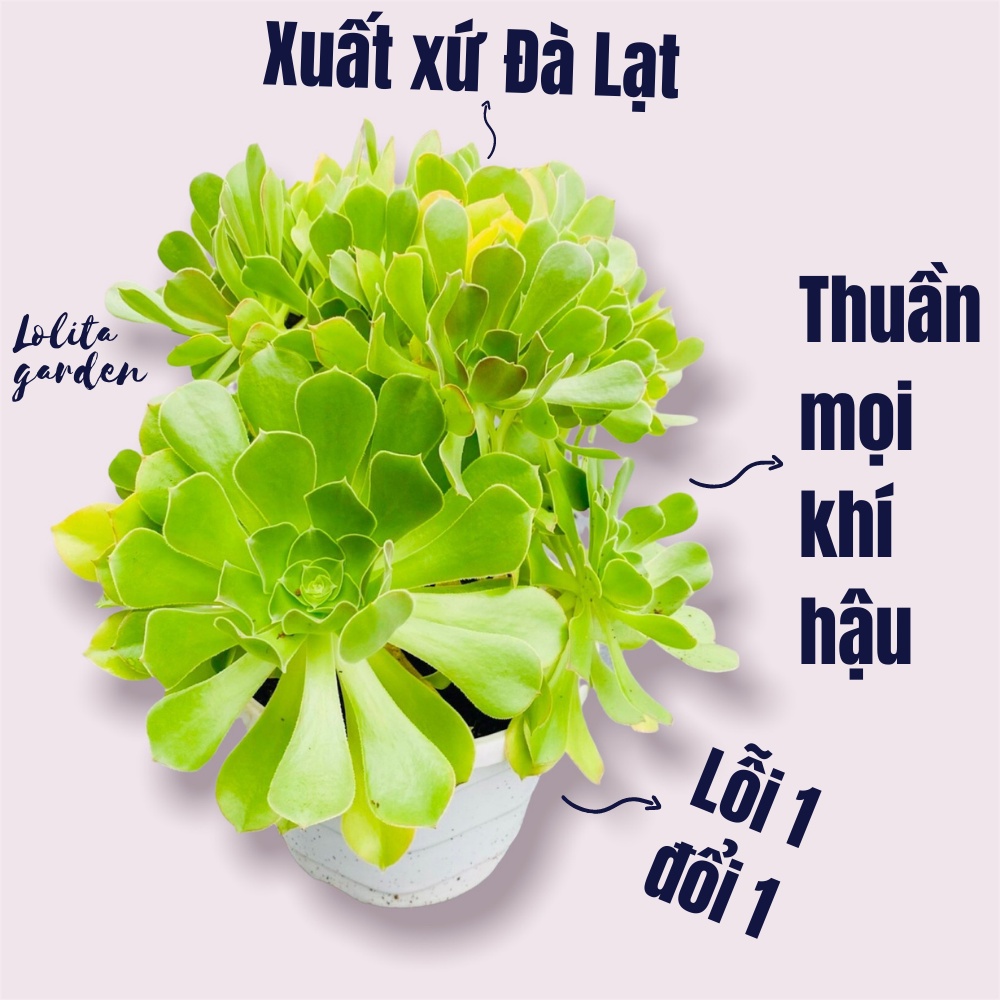 Sen đá aoe xanh Đà Lạt size khổng lồ cây cảnh trang trí nhà cửa Lolita garden