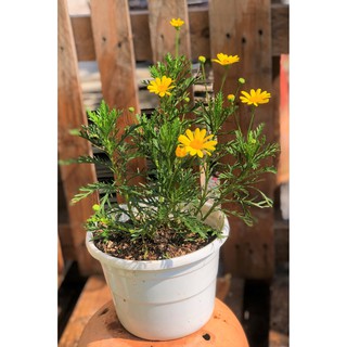 Chậu cây Cúc thân gỗ