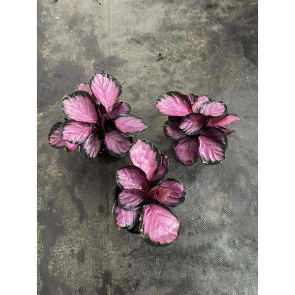 Chậu cứng calathea roseopicta crimson