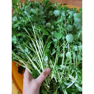 [ Deal 3K ] - 100 hạt giống Cải Xoong ( Hạt giống Thanh Tâm )