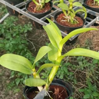Lan denro nắng 3 lưỡi tím