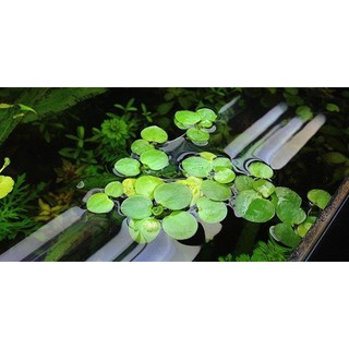 Bèo Nhật thủy sinh dễ trồng, bộ lọc cực tốt cho bể thủy sinh trên 50k có quà tặng(10 tai bèo)