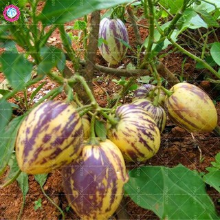 Hạt giống dưa pepino