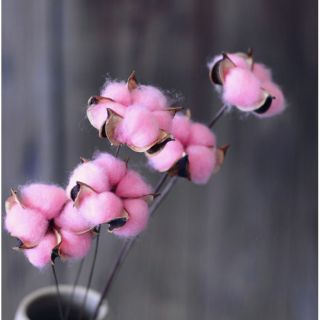 Hoa bông gòn- hoa cotton thật