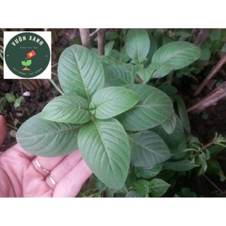 Rau Quế Vị (Rau xá xị) 10k/bầu
