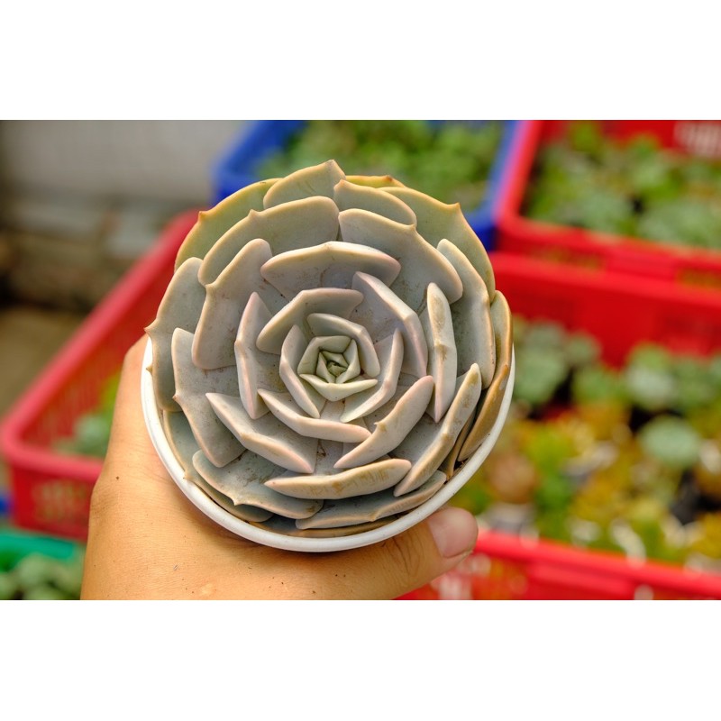 SEN ĐÁ HỒNG BẸT TO 10cm