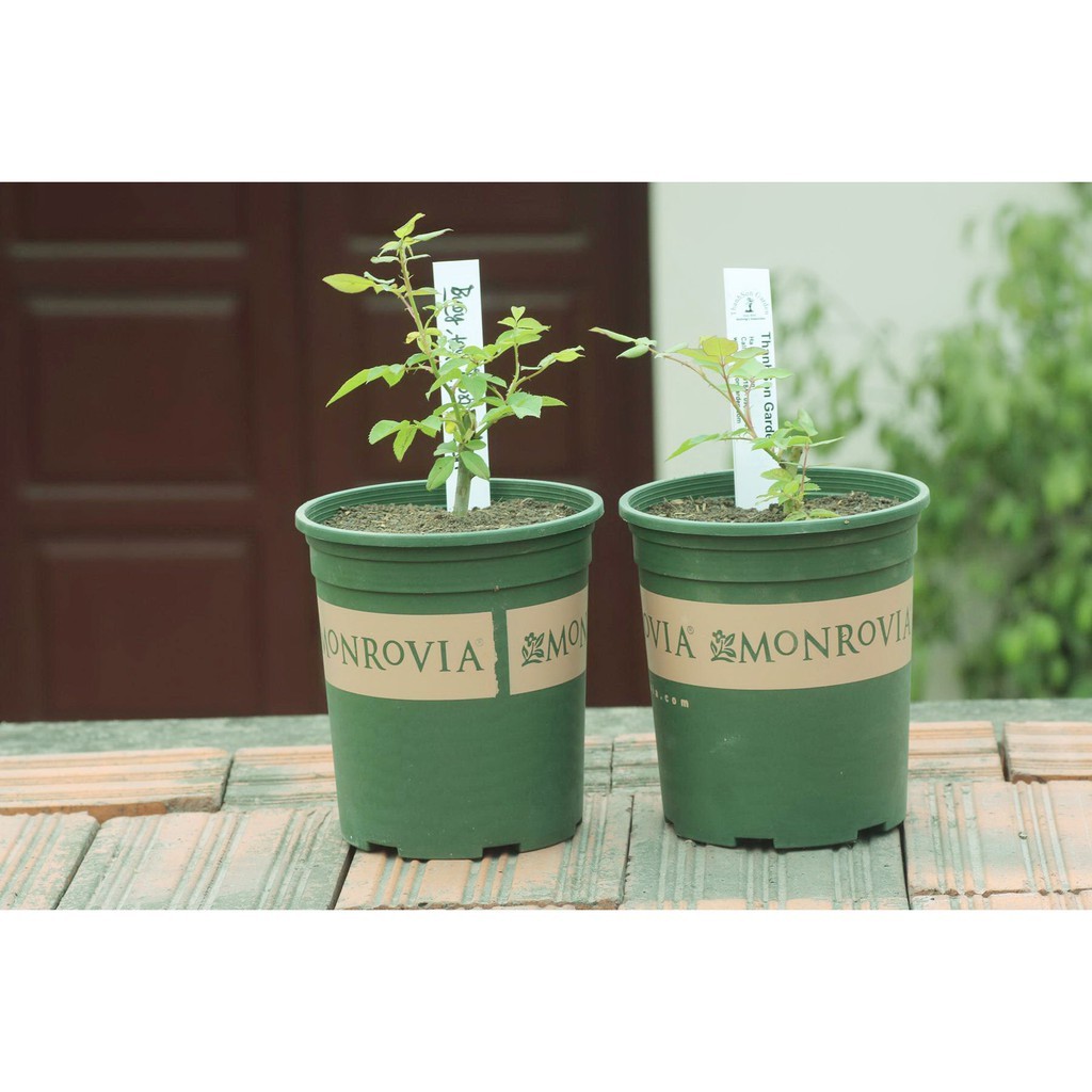 Chậu nhựa trồng cây Monrovia 1GAL (chậu 1 gallon)