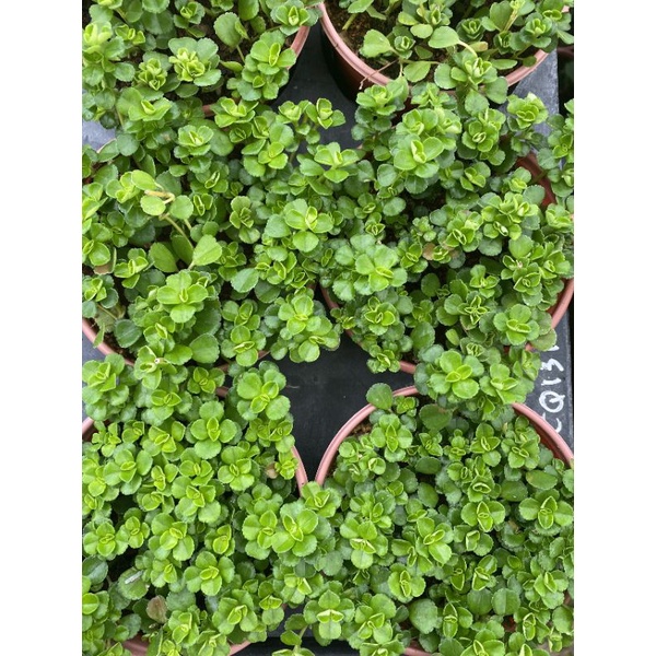 Chậu cứng Pilea depressal tiny tears- Sedum hoa hồng