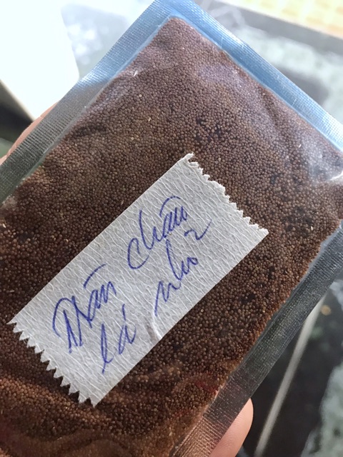 HẠT GIỐNG THỦY SINH TRÂN CHÂU LÁ NHỎ 10g
