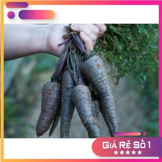 (NK Mỹ) Hạt giống cà rốt đen Nebula F1 - HGNK