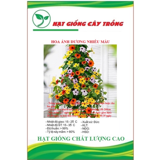 Hạt Giống Hoa Ánh Dương Nhiều Màu (Dây Leo) CT491 - Gói 5 hạt
