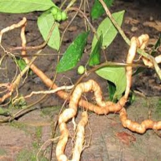 Cây lá mắc mật - giống cây ăn lá (Cây giống khỏe)