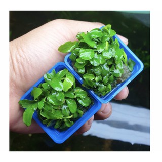 Cây Ráy Nana Lá Nhỏ