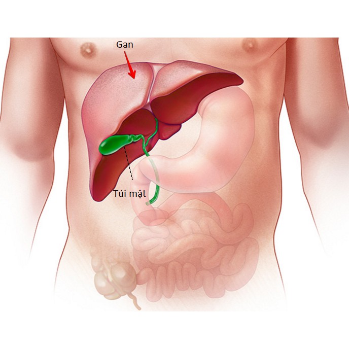 Kim đởm khang - Hỗ trợ bài sỏi mật, giảm nguy cơ hình thành sỏi đường mật (Hộp 30 viên)