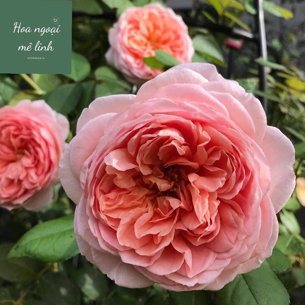 Hoa hồng ngoại Abraham Darby- Sắc hồng thuần khiết với hương thơm nồng nàn-Hoangoaimelinh