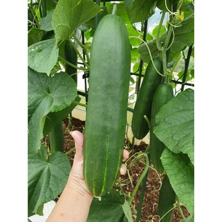 [Hạt Giống Đài Loan] Dưa Chuột Khổng Lồ (Gói  lẻ 5 hạt)