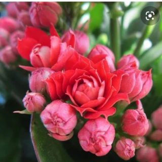 # Hoa sống đời_ cây con giống