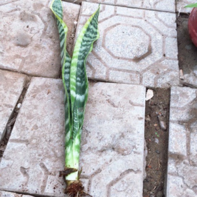 Lưỡi hổ viền vàng cao