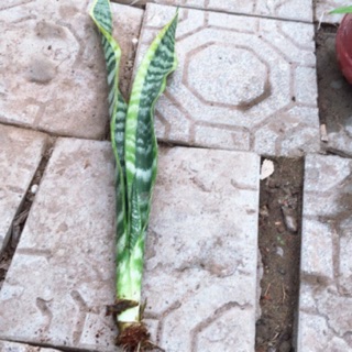 Lưỡi hổ viền vàng cao