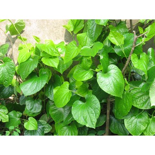 Cây Lá Lốt - Chậu Rau