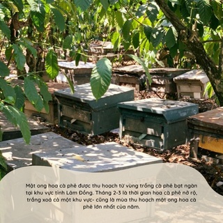 Mật Ong Hoa Cà Phê Duy Anh Bee 300g