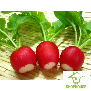 shophouse Gói 200 Hạt giống củ cải đỏ mini  SHOP HOUSE  TẾT KHUYẾN MẠI