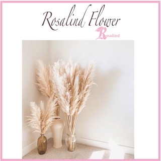 Cành cỏ lau xù Pampass Grass🌸 Hoa bông lau khô trang trí cửa hàng vintage