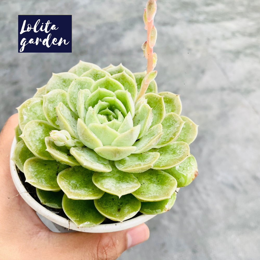 Sen đá ngọc bích Đà Lạt size trung bình cây cảnh trang trí nhà cửa Lolita garden