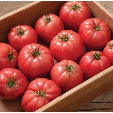 [Hạt giống Israel] Hạt giống Cà chua chịu nhiệt Isreal - Monaco tỷ lệ nảy mầm 95% (5 hạt)