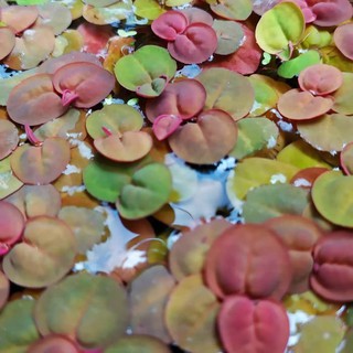 5 Nhánh bèo rễ đỏ thuỷ sinh - cây thủy sinh trang trí bể cá - Phyllanthus Fluitans