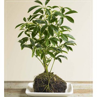 chậu cây Ngũ Gia Bì chân chim 7 lá, cây phong thủy