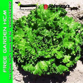 Combo 100 hạt giống xà lách bergam’s green – johnny’s seed – mỹ