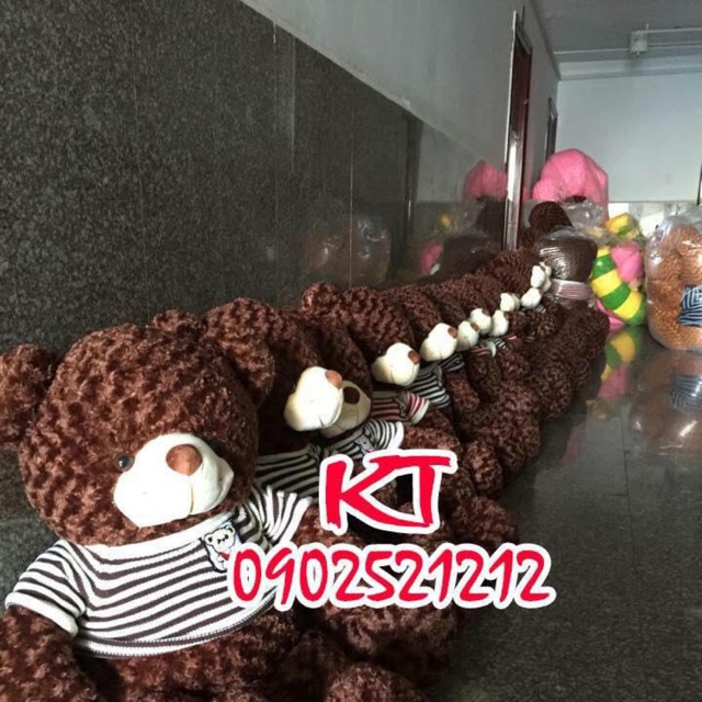Gấu teddy