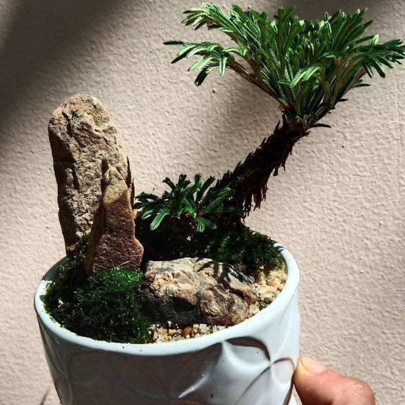 Cây trường sinh thảo, quyển bá ,cây bonsai mini