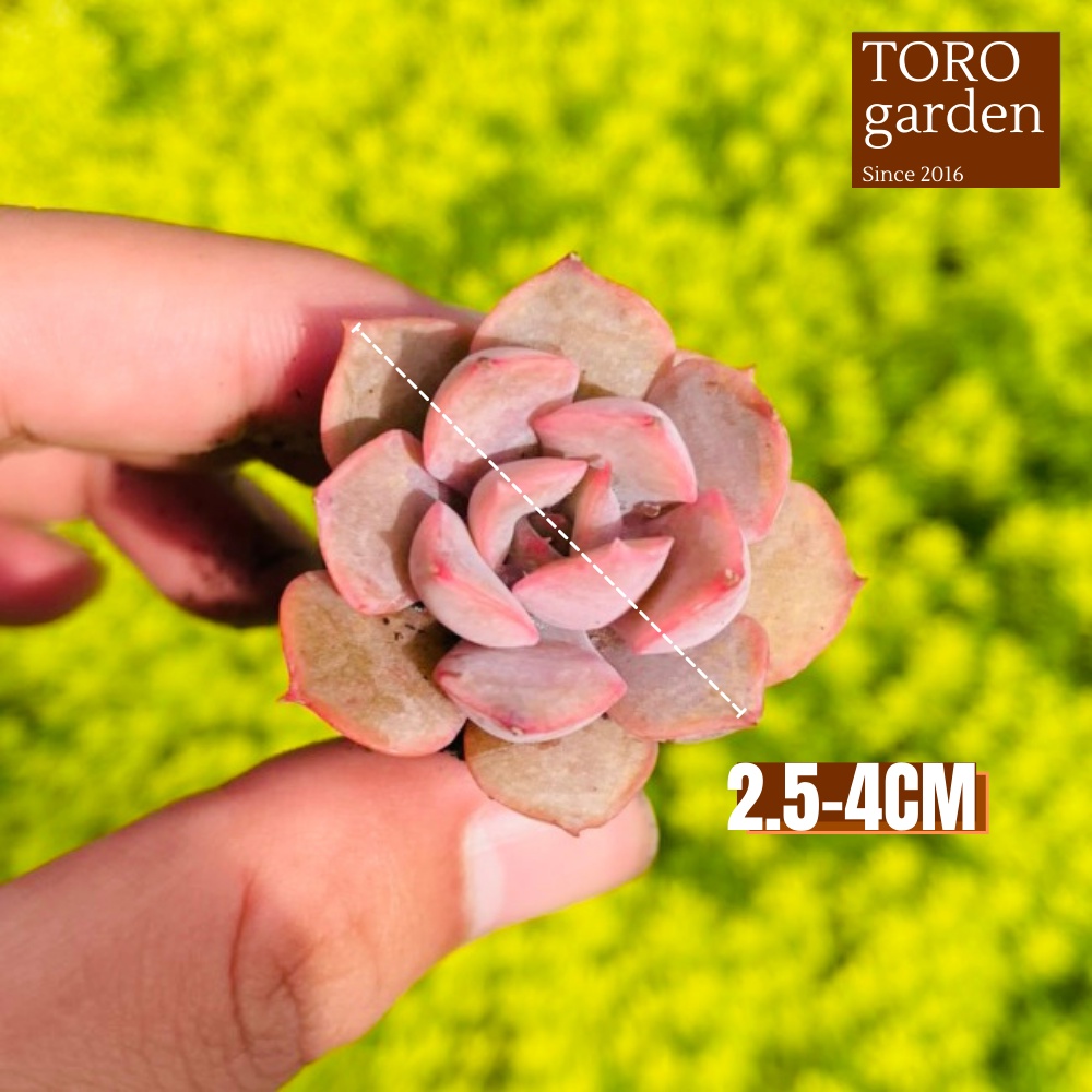 Sen đá hồng cánh cứng Đà Lạt size mini cây cảnh trang trí nhà cửa Toro garden