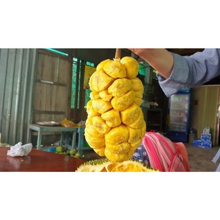 Cây giống Mít Tố Nữ ghép [ siêu sớm ]