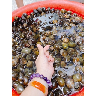 ốc bươu tươi sống con ú nu( giá bán nữa kg, 1kg trở lên)