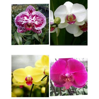 hoa phong lan hồ điệp đại mix màu - cây giống