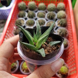 Móng rồng xoáy