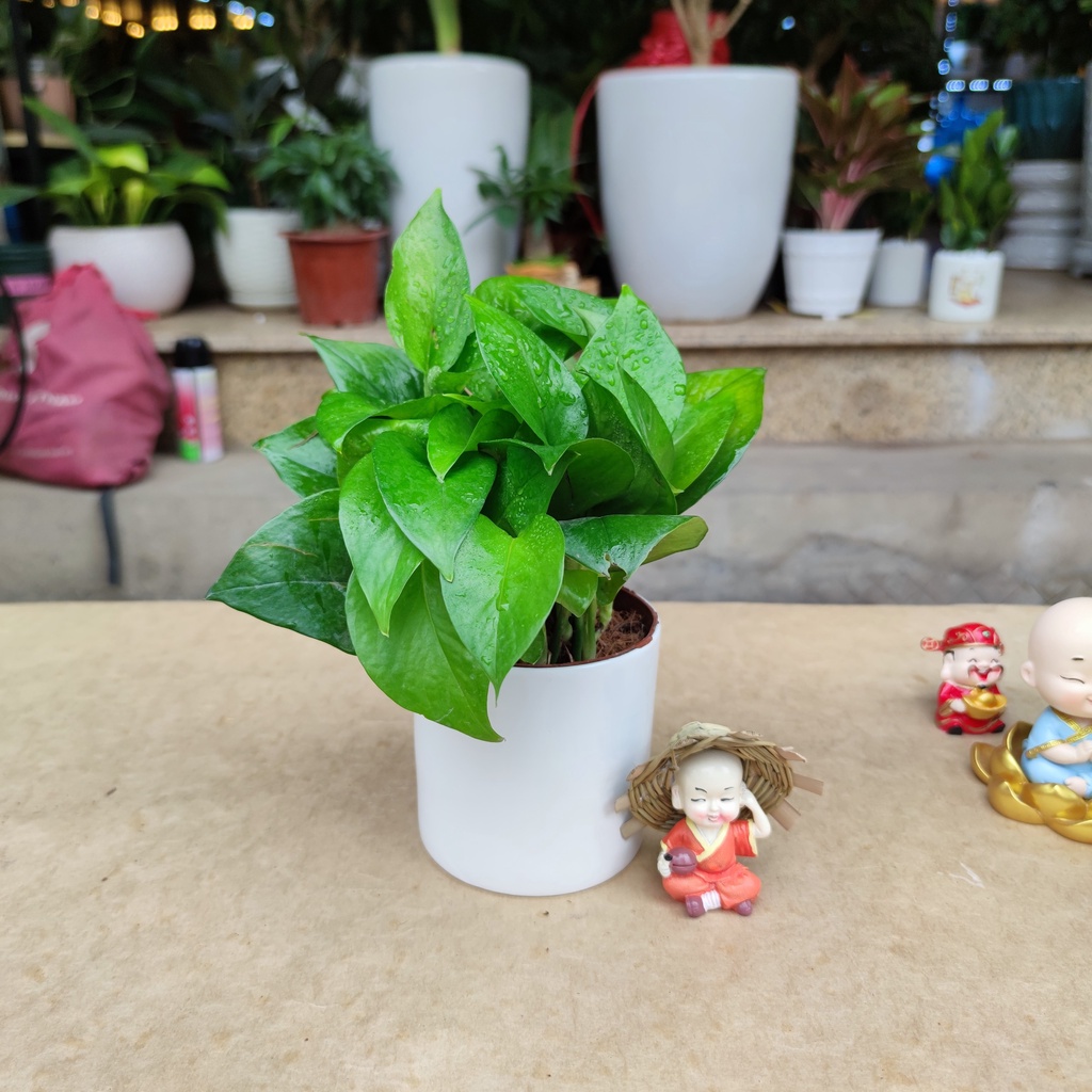 Vạn liên thanh đất (CÂY TRẦU BÀ) 3 loại màu khác nhau ,cây hút khí độc lọc không khí