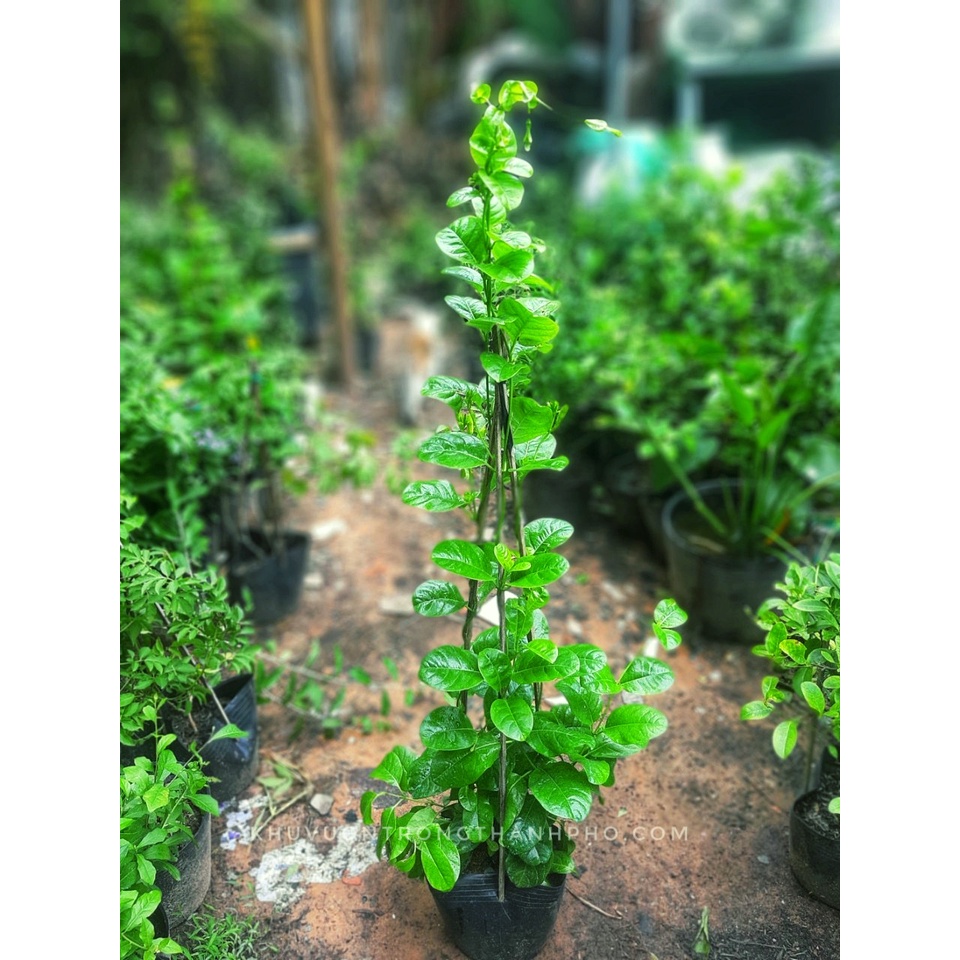 Cây Dây leo huỳnh đệ