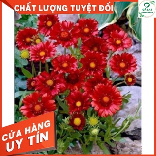 50H_HẠT GIỐNG HOA CÚC CÔNG CHÚA (DỄ TRỒNG)
