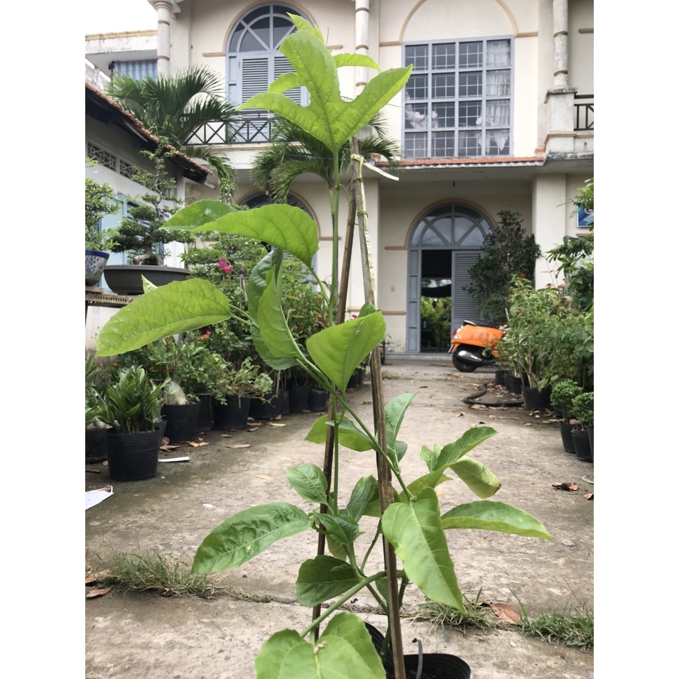 Caykiengsadec 2 cây chanh dây cây leo cây ăn trái
