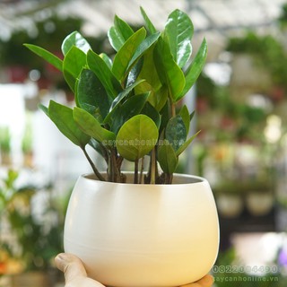 Chậu hạt dẻ S2 loại to trồng cây cảnh để bàn phong thủy cây văn phòng nội thất