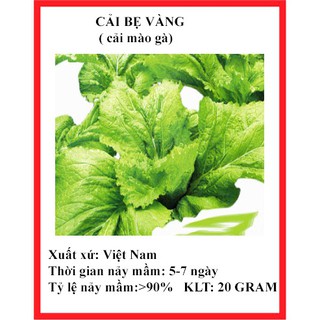 20 gram hạt giống rau cải bẹ vàng ( cải mào gà)