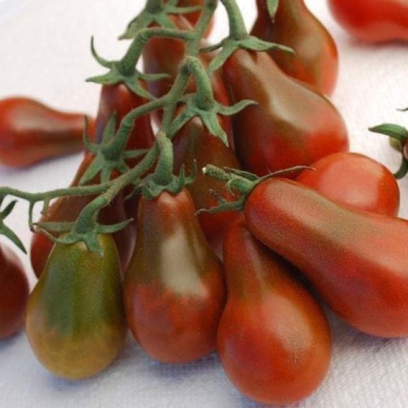 Hạt giống cà chua hồ lô đỏ, cà chua hồ lô vàng, cà chua socola cao sản F1